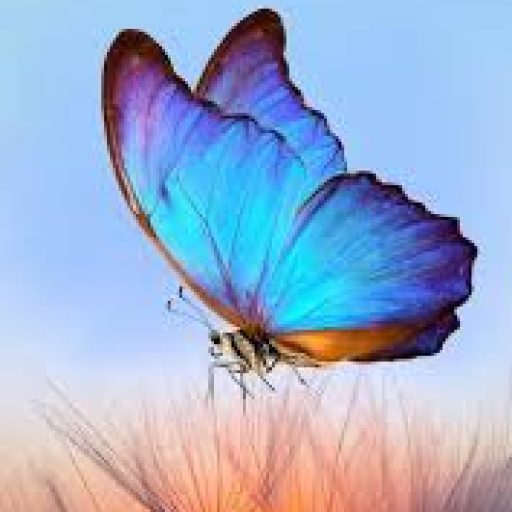 Espacio seguro para reconectar con tu esencia, liberar bloqueos emocionales, restaurar tu energía vital y abrirte a una vida mas plena y consciente.